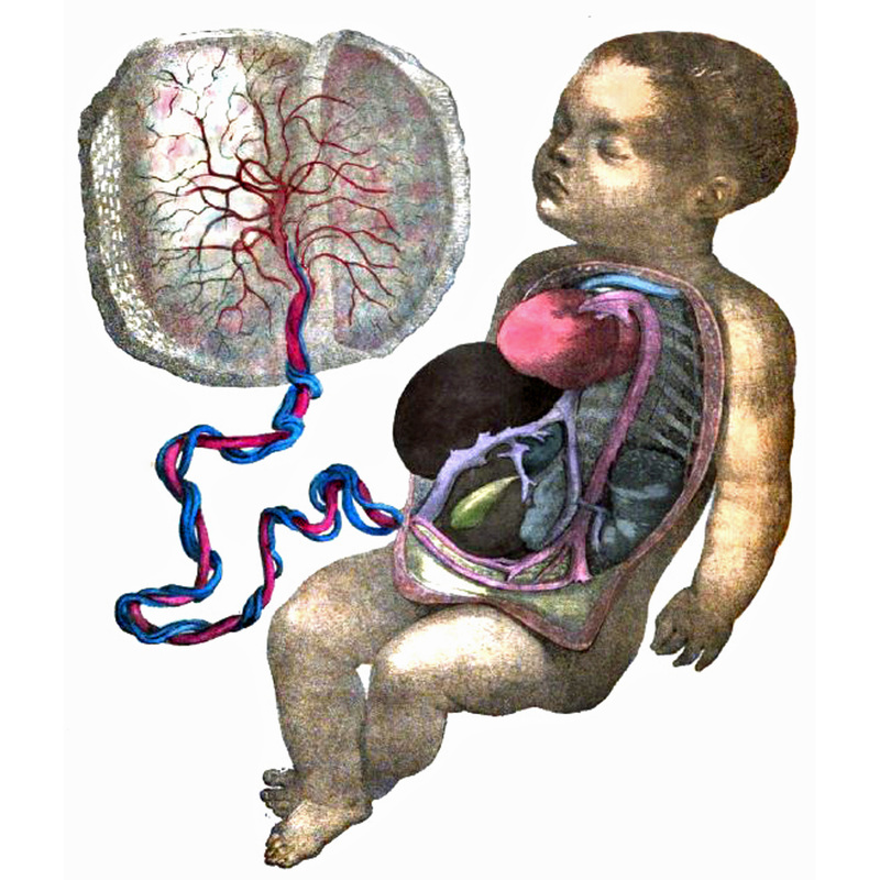 History of Midwifery, Obstetrics, Gynecology... Biology Diagrams